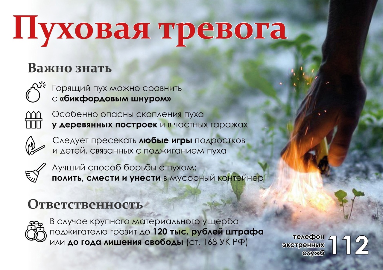 Пуховая тревога.