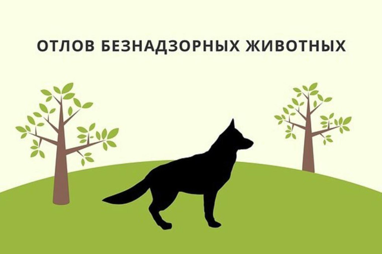 Отлов безнадзорных животных. Отлов безнадзорных животных.