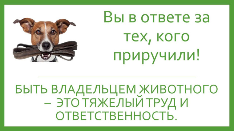 Саратовская межрайонная природоохранная прокуратура разъясняет законодательство об ответственном обращении с животными. Саратовская межрайонная природоохранная прокуратура разъясняет законодательство об ответственном обращении с животными.